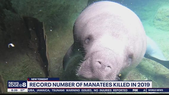 Record number of manatees killed in 2019