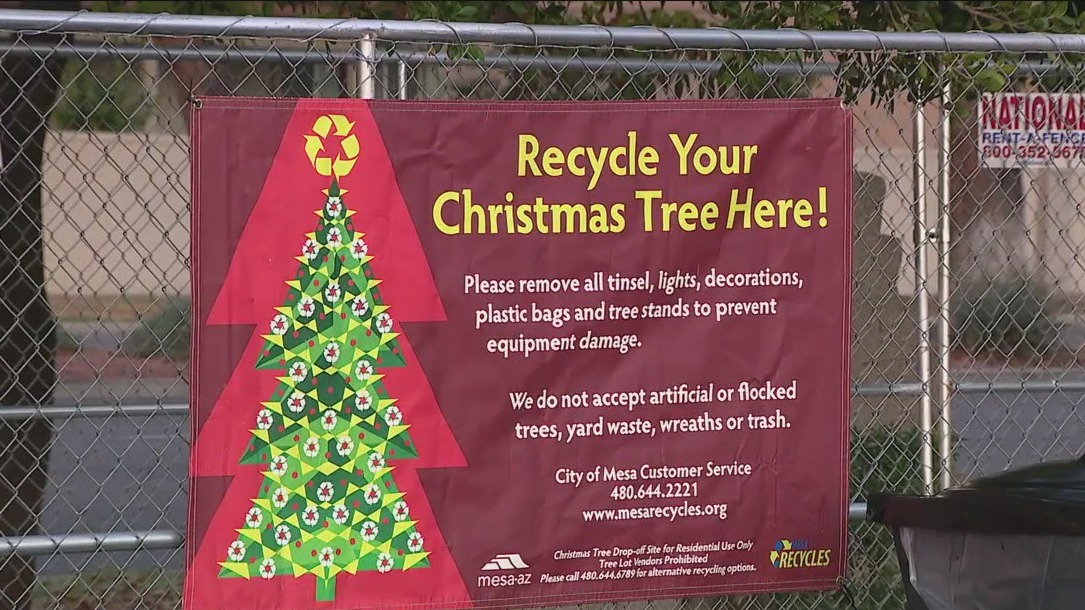 Mesa taking Christmas trees for recycling