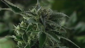 Biden grants clemency for some marijuana crimes