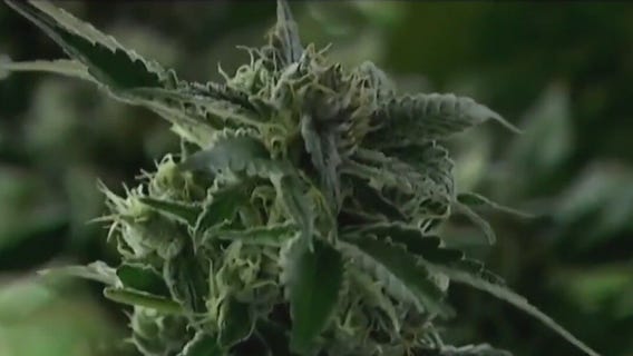 Biden grants clemency for some marijuana crimes