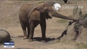 Oakland Zoo recognized as "gold standard" in zoological profession