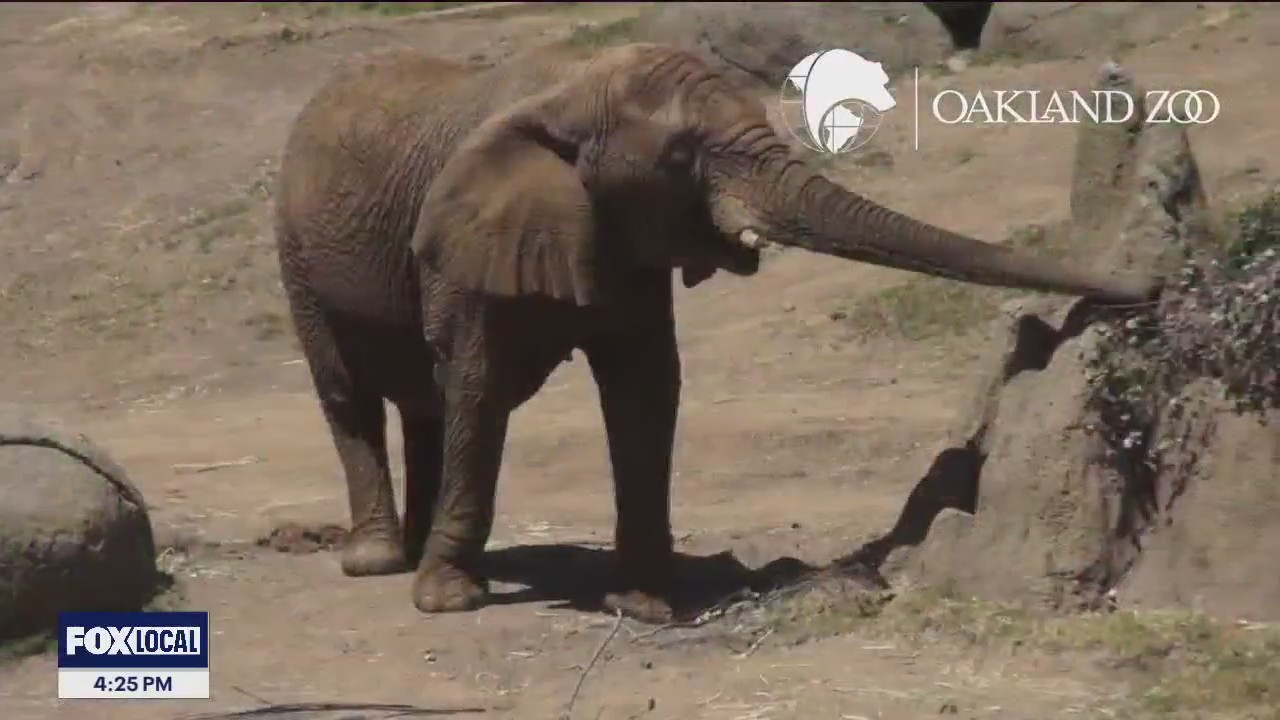 Oakland Zoo recognized as "gold standard" in zoological profession