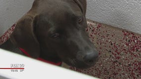 Brandywine SPCA rescues dogs airlifted from Puerto Rico