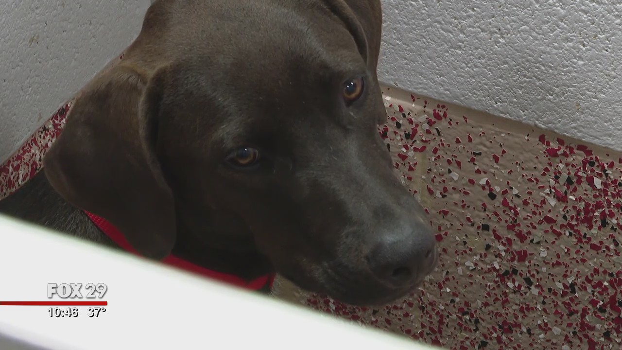 Brandywine SPCA rescues dogs airlifted from Puerto Rico