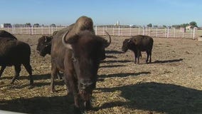 Adams Natural Meats in Buckeye