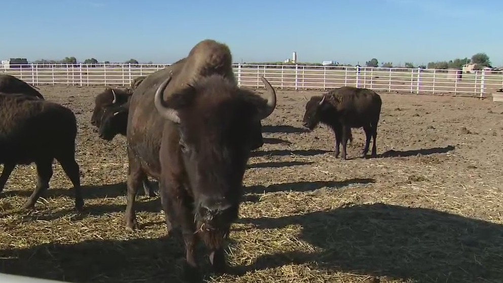 Adams Natural Meats in Buckeye