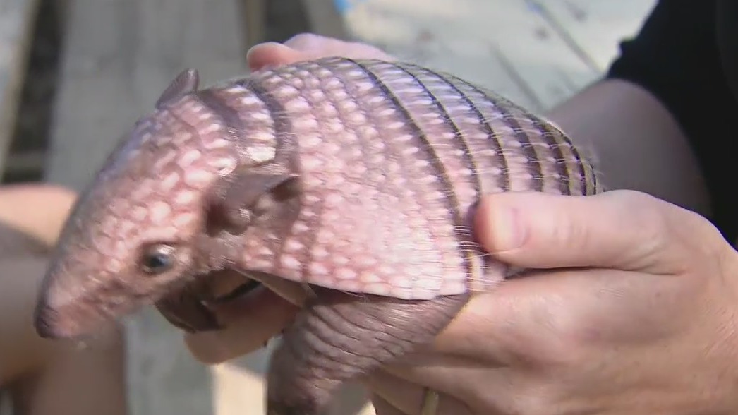 Baby armadillo, vulturine guineafowl at Wildlife World Zoo