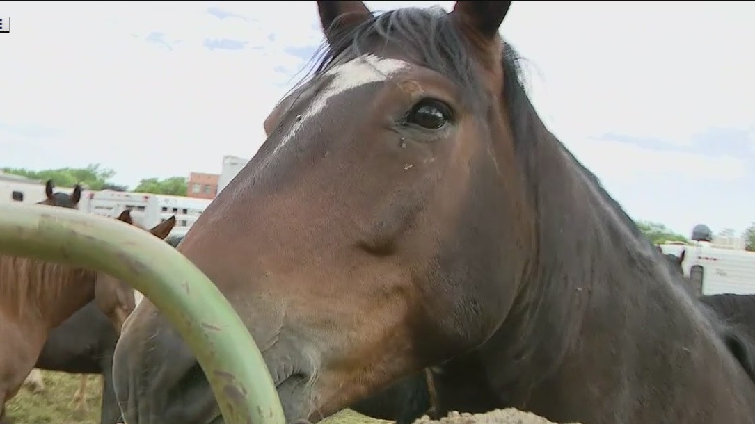 World's Oldest Rodeo in Prescott