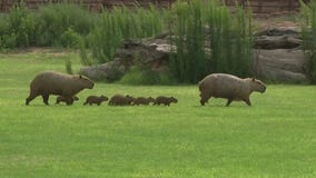 Capybara at Wildlife World Zoo