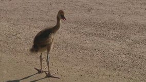 What's new at Wildlife World Zoo