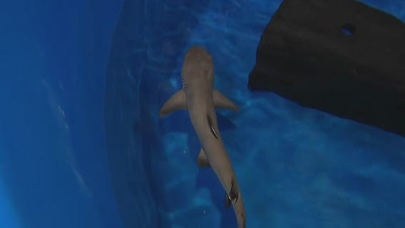 A look at the secret aquarium at Odysea in Scottsdale