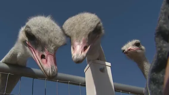Rooster Cogburn Ostrich Ranch