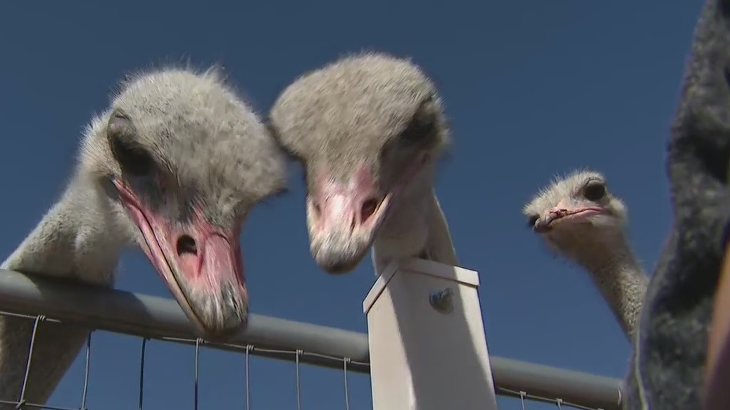 Rooster Cogburn Ostrich Ranch