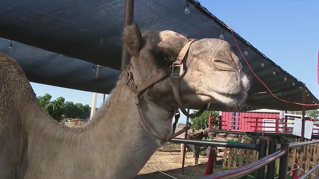 Vertuccio Farm Fall Festival in Mesa