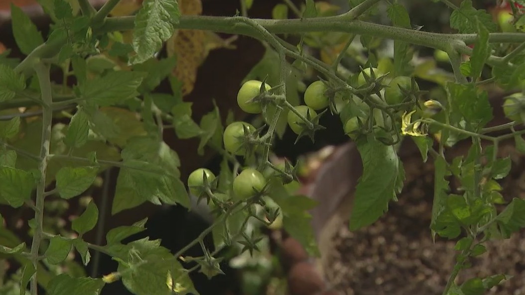 Arizona Adventures: The Arboretum at Flagstaff
