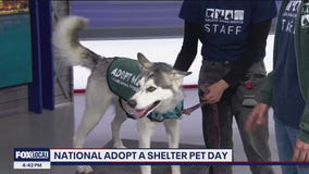 Local cats and dogs available; looking for forever homes