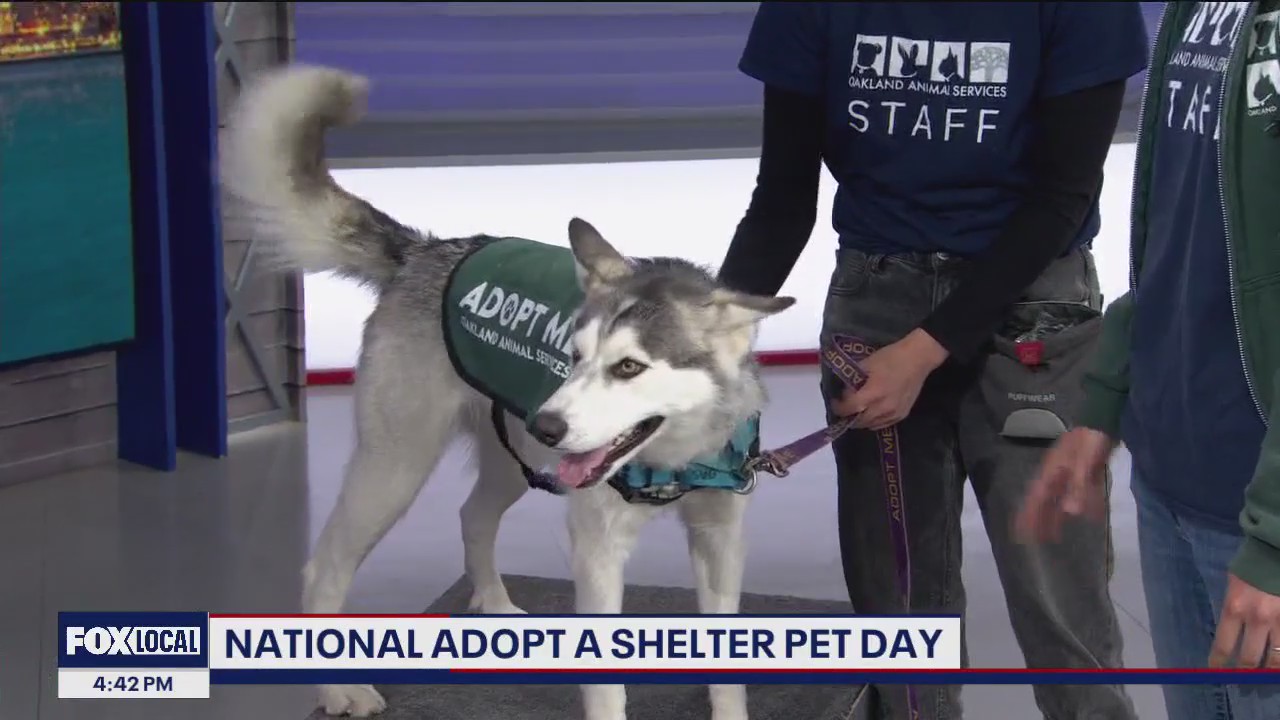 Local cats and dogs available; looking for forever homes