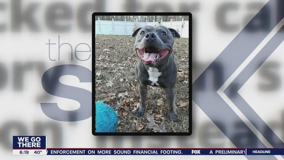 Click This: PETA mocked for calling 'pet' a 'derogatory' term, suggesting 'companion' instead