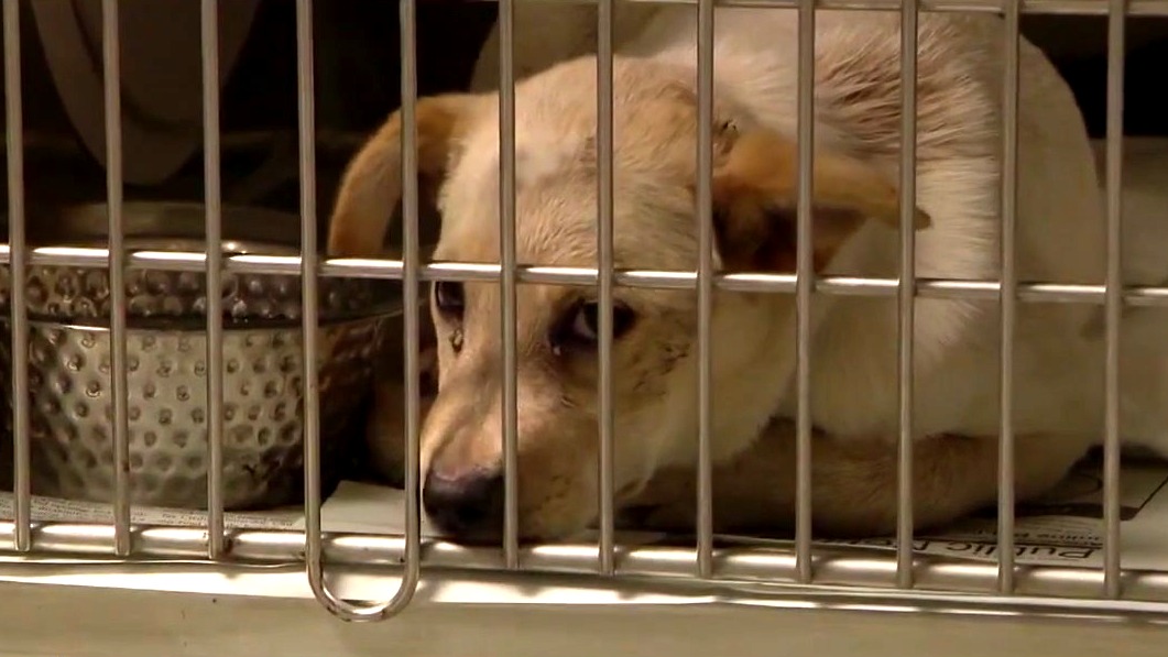 Keeping pets safe while celebrating New Year's