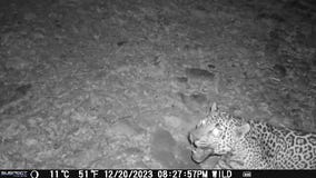 Footage of newly spotted jaguar in Arizona released