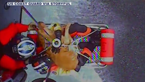 Dog rescued by Coast Guard after falling off cliff