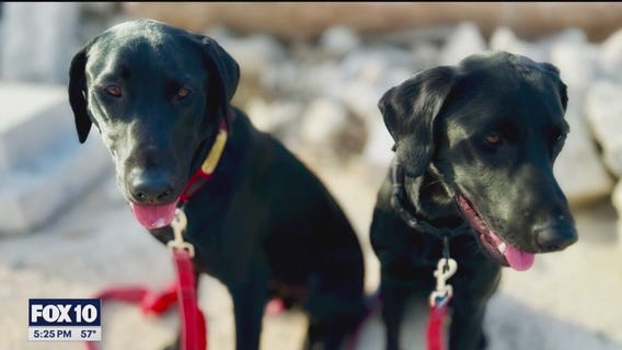Meet Phoenix Fire's new search and rescue puppies
