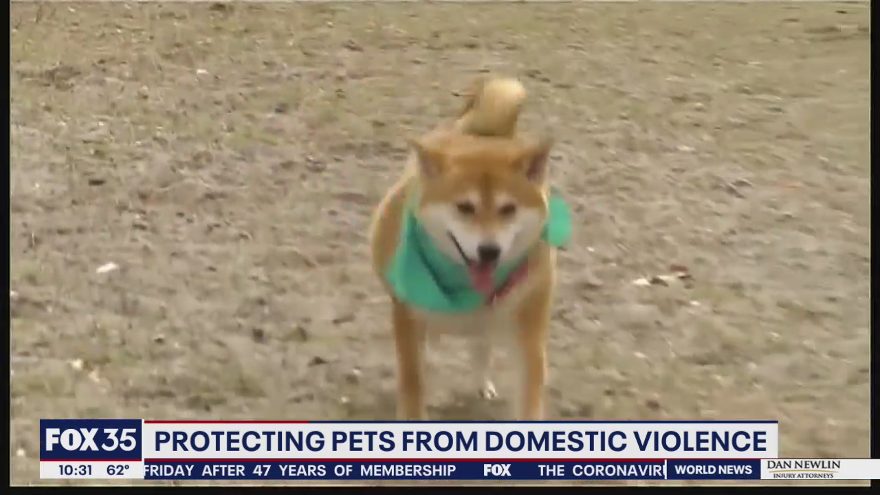 Bills would protect pets of domestic violence victims