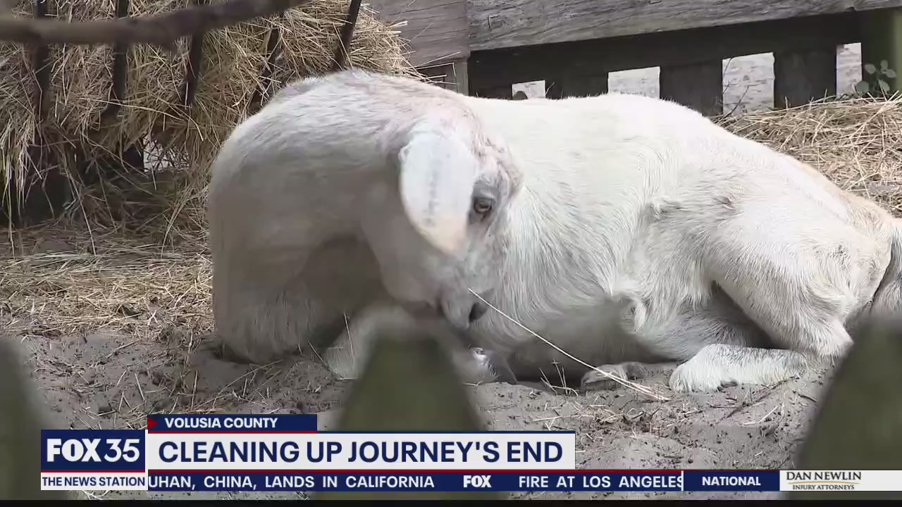Cleanup and assistance offered to Volusia animal sanctuary