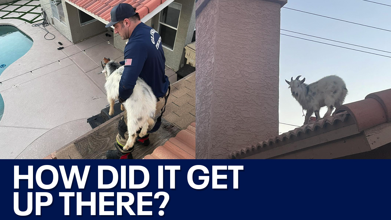 Glendale firefighters rescue goat from roof