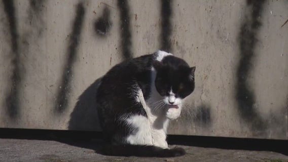 Chandler cat colony appears to be target of abuse