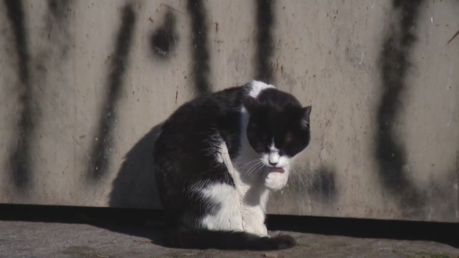 Chandler cat colony appears to be target of abuse