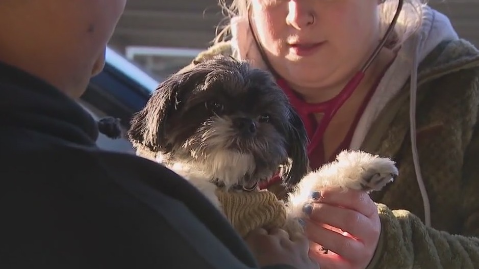 'Care on the Go' provides dogs with preventative care