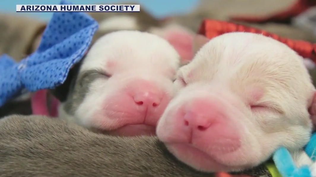 AZ Humane Society welcomes 1st puppy litter of '24