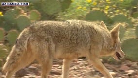 Coyote mating season returns