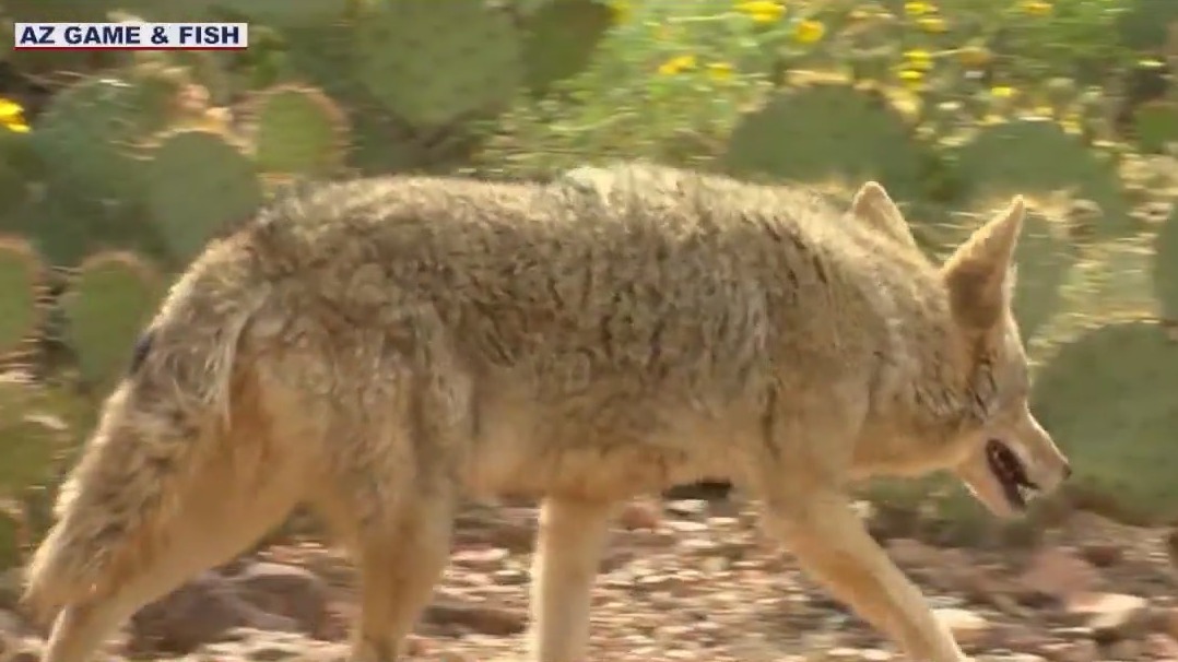Coyote mating season returns