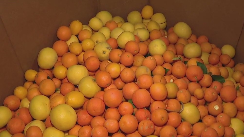 St. Mary's Food Bank accepting citrus donations