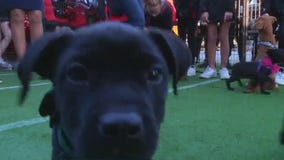 FOX 35 Fur Bowl on Good Day Orlando