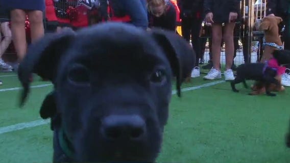 FOX 35 Fur Bowl on Good Day Orlando