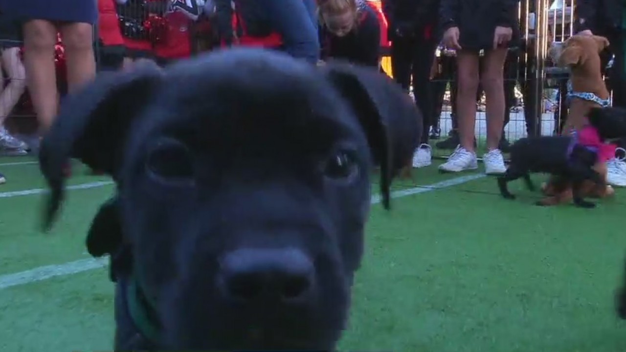 FOX 35 Fur Bowl on Good Day Orlando