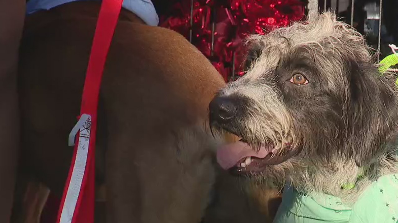 FOX 35's Fur Bowl race