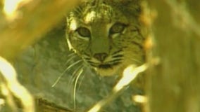 Rabies warning: Possible spike in AZ cases