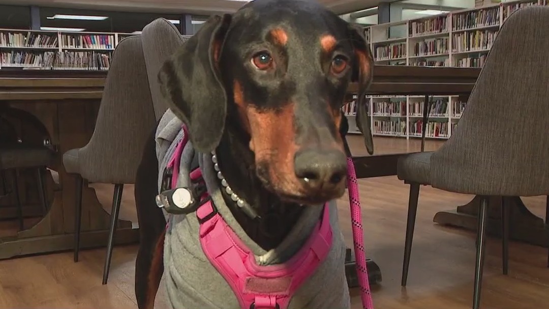 Phoenix school introduces therapy dog