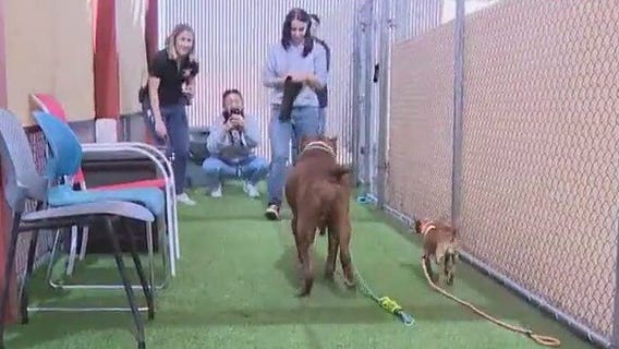 Senior dog duo heads off to new forever home