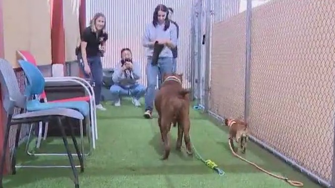 Senior dog duo heads off to new forever home