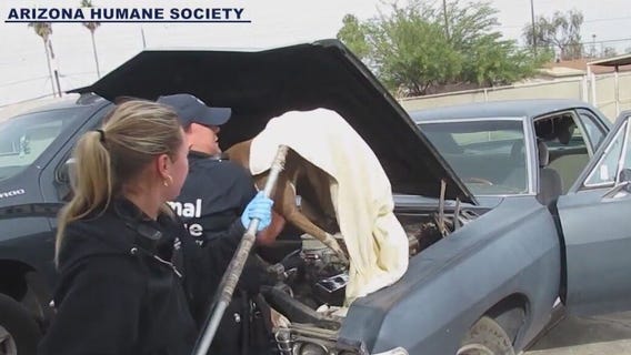 Meet Nova: Dog rescued from an engine looking for a home
