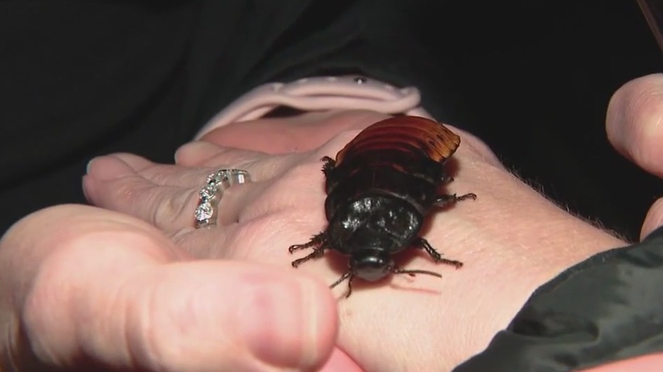 Madagascar hissing cockroaches at the Wildlife World Zoo