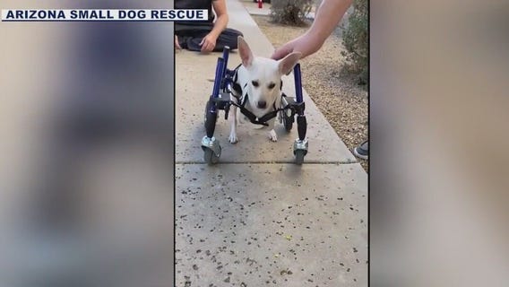 A new lease on life for one Arizona dog