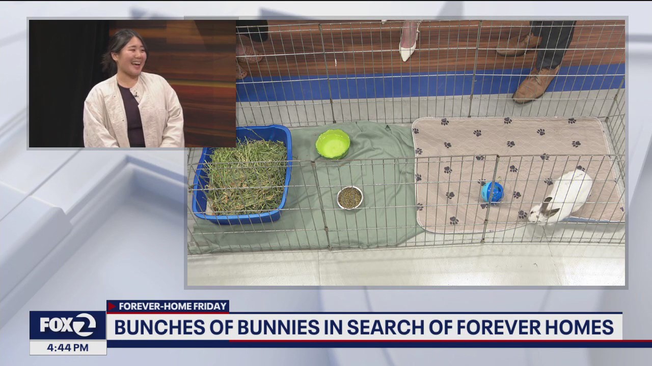 East Bay bunnies ready to bound into forever-homes | KTVU FOX 2