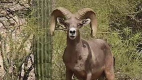 Search is on for suspect who killed desert bighorn sheep