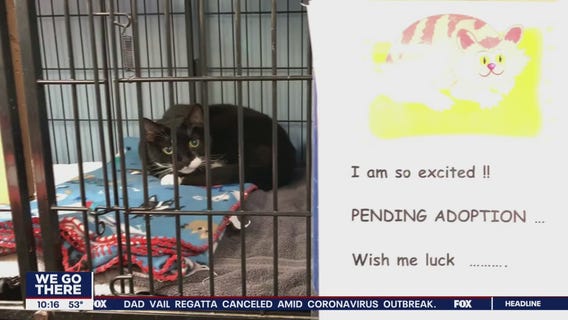 Wilmington animal shelter encourages fostering pets during COVID-19 pandemic